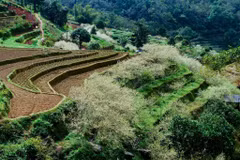 Sắc trắng tinh khôi của hoa mận miền Cao nguyên đá Hà Giang