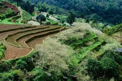 Sắc trắng tinh khôi của hoa mận miền Cao nguyên đá Hà Giang