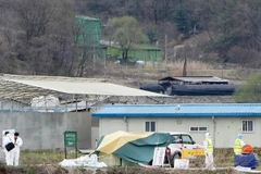 Bệnh lở mồm long móng lan rộng đến biên giới Triều-Hàn