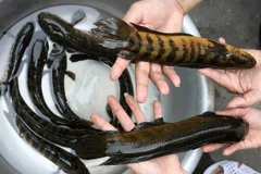 Bảo tồn và phát triển thành công loài cá trối quý hiếm