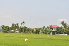 Màu xanh trù phú của làng quê Mỹ Lai ngày hôm nay