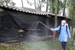 Phát hiện 8.000 con gà nhiễm virus H5N1 tại Tây Ninh