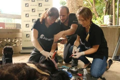 Các bác sỹ thú y lấy mẫu máu và khám lâm sàng cho gấu. (Nguồn ảnh: TCĐVCA)