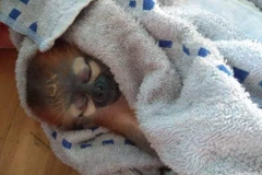 Nhiều cá thể động vật hoang dã quý, hiếm được giải cứu trong tháng Năm