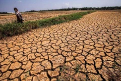 Ảnh minh họa. (Nguồn: Trọng Đạt/TTXVN) 