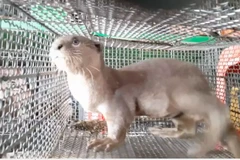 Cá thể rái cá thuộc nhóm 1B bị giam nhốt trong lồng sắt, được chủ gian hàng Yên Tâm ở chợ nông sản trá hình Thạnh Hóa, tỉnh Long An rao bán trái phép. (Ảnh: HV/Vietnam+)