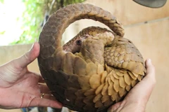 Tê tê là loại thường xuyên bị các đối tượng mua bán vận chuyển trái phép. (Ảnh minh họa. Nguồn: ENV cung cấp)