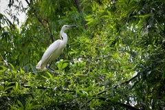 Nhiều loài chim quý hiếm được nuôi dưỡng, bảo tồn tại khu bảo tồn sinh thái Đồng Tháp Mười. (Ảnh: Nam Thái/TTXVN)