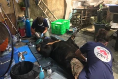 Cá thể gấu đang được các bác sỹ thú y kiểm tra sức khỏe. (Ảnh: ENV cung cấp)