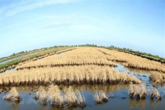 Ảnh minh họa. (Nguồn: TTXVN)