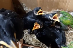 Những chú chim trời vừa mới sinh ở ngoài tự nhiên bị bắt về rao bán tại chợ nông sản Thạnh Hóa. (Ảnh: HV/Vietnam+)