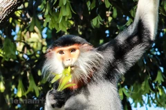 Voọc chà vá chân nâu - Nữ hoàng loài linh trưởng. (Ảnh: PV/Vietnam+)