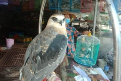 [Video] Hành trình giải cứu động vật hoang dã phòng chống COVID-19