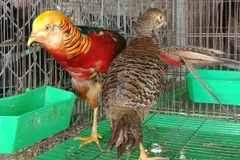 Ảnh minh họa về bảo tồn đa dạng sinh học. (Nguồn: Hùng Võ/Vietnam+) 