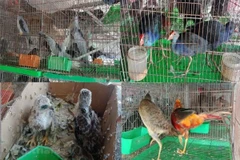 Các loài chim hoang dã được bày bán công khai tại chợ Thạnh Hóa, tỉnh Long An. (Ảnh: HV/Vietnam+)