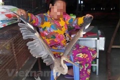 Hoạt động buôn bán động vật hoang dã diễn ra khá công khai tại nhiều khu chợ ở các tỉnh miền Tây. (Ảnh: H.C/Vietnam+)