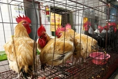 Bệnh nhân đầu tiên trên thế giới tử vong vì cúm H5N6 