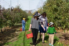 Australia đẩy mạnh mô hình du lịch hái lượm để "câu khách"