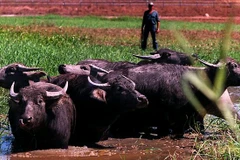 (Nguồn: The Australian)