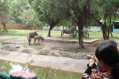 Ngựa vằn châu Phi sinh sản tại Bình Dương đầu năm Ngọ