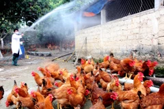 Cà Mau dành 9 tỷ đồng để ngăn chặn dịch cúm gia cầm 