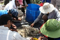Long An: Nuôi tôm thẻ chân trắng lãi 500 triệu đồng mỗi ha