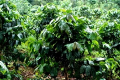 Tập đoàn của Việt kiều ở Lào mở rộng đầu tư ra nước ngoài