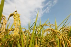 Nhật Bản nối lại hoạt động xuất khẩu gạo ở tỉnh Fukushima