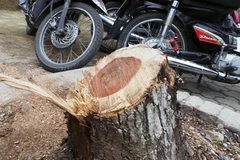 Phạt tù đối tượng trong nhóm trộm gỗ sưa ở Hà Nội