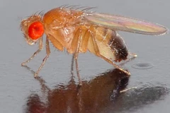 Ruồi giấm. (Nguồn: Popcsi)