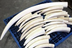 Ảnh minh họa. (Nguồn: Getty Images)