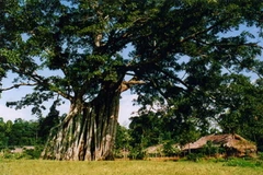 Lượng khách “về nguồn” thăm khu di tích Tân Trào tăng mạnh