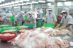 Chế biến cá da trơn xuất khẩu. (Ảnh: Minh Trí/TTXVN)