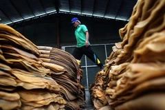 Malaysia phê duyệt 2 triệu USD để điều chỉnh giá cao su