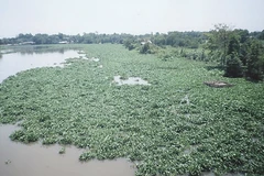 Bình Dương: Tốn tiền tỷ xử lý, lục bình vẫn kín đặc mặt sông