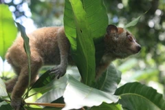 Việt Nam chú trọng bảo vệ các động vật hoang dã nguy cấp