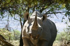 Đẩy mạnh tuyên truyền không sử dụng sừng tê giác ở Việt Nam