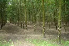 (Nguồn: Panoramio.com)