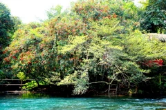 Hoa vàng anh khoe sắc bên suối nước Moọc. (Ảnh: Mạnh Thành/TTXVN)