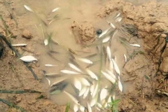 Cá chết nhiều trên sông Bưởi. (Ảnh: Trịnh Duy Hưng/TTXVN)