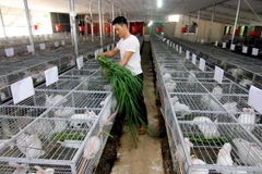 (Ảnh minh họa: Vũ Sinh/TTXVN)