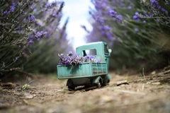 Vận chuyển hoa oải hương tại Hitchin, Anh. (Nguồn: Sputnik)