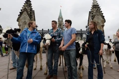 Nông dân Canada biểu tình phản đối mở cửa thị trường Canada cho các sản phẩm sữa New Zealand. (Nguồn: Canadian Press)