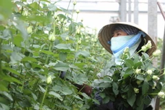 Thu hoạch hoa hồng tại công ty Đà Lạt Hasfarm. (Ảnh: Phương Vy/TTXVN)