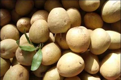 Tiền Giang: Hồng xiêm cuối vụ tăng giá mạnh và hiếm hàng