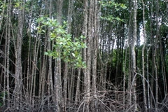 Đức đẩy mạnh ODA giúp ĐBSCL chống biến đổi khí hậu