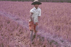 Những đứa trẻ vất vả mưu sinh sau lũ. (Ảnh: Hùng Võ/Vietnam+)