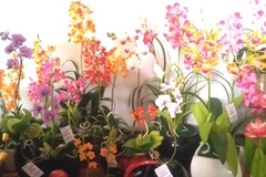 Hoa Lan đất Nhật Bản đắt hàng Tết này. (Quỳnh Trang/Vietnam+)