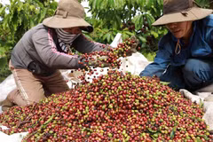 Việt Nam là nhà cung cấp càphê lớn nhất cho Tây Ban Nha