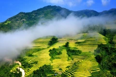 Ruộng bậc thang Sa Pa mùa nước đổ. (Ảnh: Quốc Khánh/TTXVN)